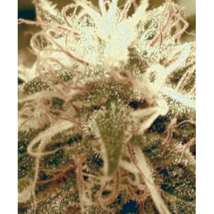 Amazing Auto